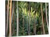 Coconut Palms, Bora Bora, French Polynesia-Art Wolfe-Stretched Canvas