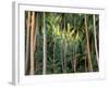Coconut Palms, Bora Bora, French Polynesia-Art Wolfe-Framed Photographic Print