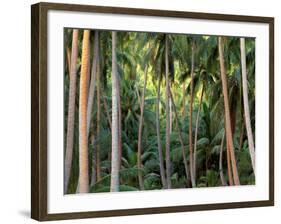 Coconut Palms, Bora Bora, French Polynesia-Art Wolfe-Framed Photographic Print