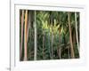 Coconut Palms, Bora Bora, French Polynesia-Art Wolfe-Framed Photographic Print