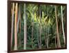 Coconut Palms, Bora Bora, French Polynesia-Art Wolfe-Framed Photographic Print