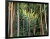 Coconut Palms, Bora Bora, French Polynesia-Art Wolfe-Framed Photographic Print