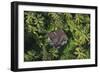 Coconut Palms, Georgetown Area, Guyana-Pete Oxford-Framed Photographic Print