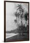 Coconut Palms - Hawaiian Islands Photograph-Lantern Press-Framed Art Print