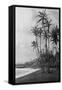 Coconut Palms - Hawaiian Islands Photograph-Lantern Press-Framed Stretched Canvas