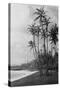 Coconut Palms - Hawaiian Islands Photograph-Lantern Press-Stretched Canvas