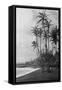Coconut Palms - Hawaiian Islands Photograph-Lantern Press-Framed Stretched Canvas