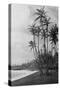 Coconut Palms - Hawaiian Islands Photograph-Lantern Press-Stretched Canvas
