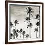 Coconut Palms I 'Cocos nucifera', Kaunakakai, Molokai-JoSon-Framed Giclee Print