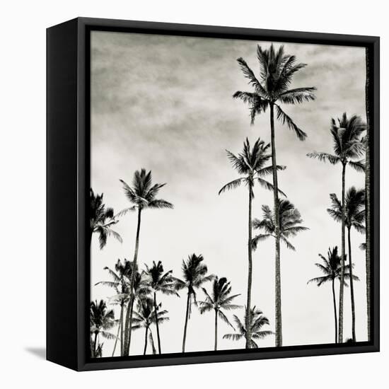 Coconut Palms I 'Cocos nucifera', Kaunakakai, Molokai-JoSon-Framed Stretched Canvas