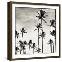 Coconut Palms I 'Cocos nucifera', Kaunakakai, Molokai-JoSon-Framed Giclee Print