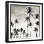 Coconut Palms I 'Cocos nucifera', Kaunakakai, Molokai-JoSon-Framed Giclee Print