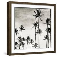 Coconut Palms I 'Cocos nucifera', Kaunakakai, Molokai-JoSon-Framed Giclee Print