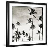 Coconut Palms I 'Cocos nucifera', Kaunakakai, Molokai-JoSon-Framed Giclee Print