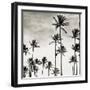 Coconut Palms I 'Cocos nucifera', Kaunakakai, Molokai-JoSon-Framed Giclee Print