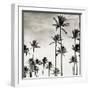 Coconut Palms I 'Cocos nucifera', Kaunakakai, Molokai-JoSon-Framed Giclee Print