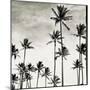 Coconut Palms I 'Cocos nucifera', Kaunakakai, Molokai-JoSon-Mounted Giclee Print
