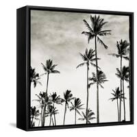 Coconut Palms I 'Cocos nucifera', Kaunakakai, Molokai-JoSon-Framed Stretched Canvas