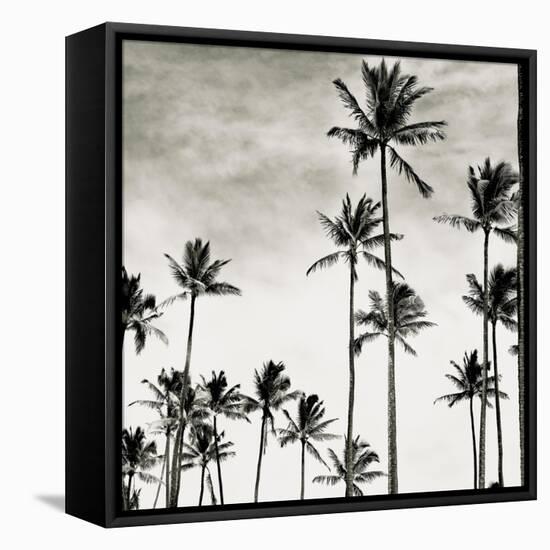 Coconut Palms I 'Cocos nucifera', Kaunakakai, Molokai-JoSon-Framed Stretched Canvas