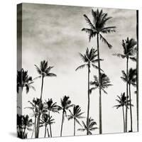 Coconut Palms I 'Cocos nucifera', Kaunakakai, Molokai-JoSon-Stretched Canvas