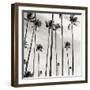 Coconut Palms II 'Cocos nucifera', Kaunakakai, Molokai-JoSon-Framed Giclee Print