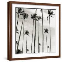 Coconut Palms II 'Cocos nucifera', Kaunakakai, Molokai-JoSon-Framed Giclee Print