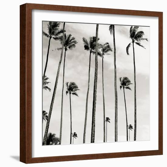 Coconut Palms II 'Cocos nucifera', Kaunakakai, Molokai-JoSon-Framed Giclee Print