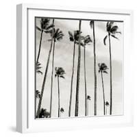 Coconut Palms II 'Cocos nucifera', Kaunakakai, Molokai-JoSon-Framed Giclee Print