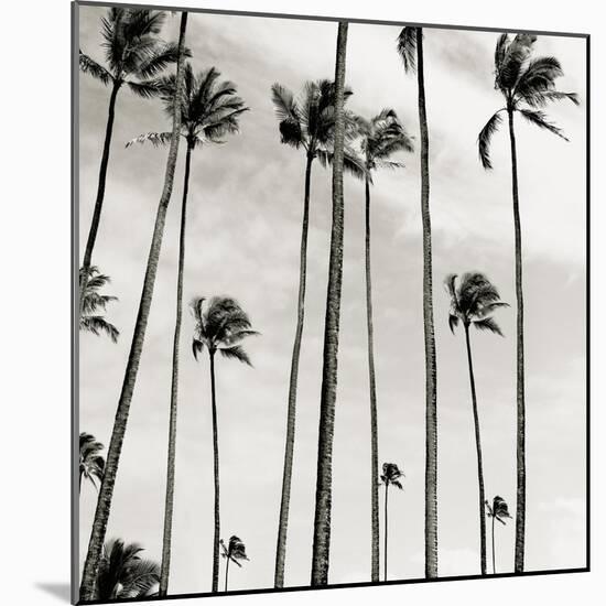 Coconut Palms II 'Cocos nucifera', Kaunakakai, Molokai-JoSon-Mounted Giclee Print