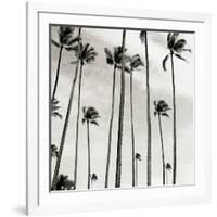 Coconut Palms II 'Cocos nucifera', Kaunakakai, Molokai-JoSon-Framed Giclee Print