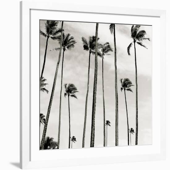 Coconut Palms II 'Cocos nucifera', Kaunakakai, Molokai-JoSon-Framed Giclee Print