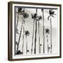 Coconut Palms II 'Cocos nucifera', Kaunakakai, Molokai-JoSon-Framed Giclee Print