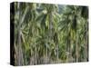 Coconut Palms, Koh Samui, Thailand, Southeast Asia-Andrew Mcconnell-Stretched Canvas