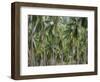 Coconut Palms, Koh Samui, Thailand, Southeast Asia-Andrew Mcconnell-Framed Photographic Print