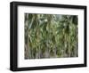 Coconut Palms, Koh Samui, Thailand, Southeast Asia-Andrew Mcconnell-Framed Photographic Print