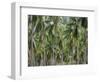 Coconut Palms, Koh Samui, Thailand, Southeast Asia-Andrew Mcconnell-Framed Photographic Print