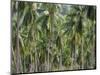 Coconut Palms, Koh Samui, Thailand, Southeast Asia-Andrew Mcconnell-Mounted Photographic Print