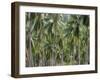 Coconut Palms, Koh Samui, Thailand, Southeast Asia-Andrew Mcconnell-Framed Photographic Print