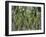 Coconut Palms, Koh Samui, Thailand, Southeast Asia-Andrew Mcconnell-Framed Photographic Print