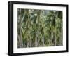 Coconut Palms, Koh Samui, Thailand, Southeast Asia-Andrew Mcconnell-Framed Photographic Print