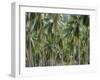 Coconut Palms, Koh Samui, Thailand, Southeast Asia-Andrew Mcconnell-Framed Photographic Print