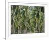 Coconut Palms, Koh Samui, Thailand, Southeast Asia-Andrew Mcconnell-Framed Photographic Print