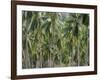 Coconut Palms, Koh Samui, Thailand, Southeast Asia-Andrew Mcconnell-Framed Photographic Print