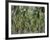 Coconut Palms, Koh Samui, Thailand, Southeast Asia-Andrew Mcconnell-Framed Photographic Print