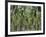 Coconut Palms, Koh Samui, Thailand, Southeast Asia-Andrew Mcconnell-Framed Photographic Print