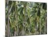 Coconut Palms, Koh Samui, Thailand, Southeast Asia-Andrew Mcconnell-Mounted Photographic Print