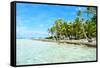 Coconut Palms on A Pacific Island-pljvv-Framed Stretched Canvas