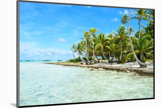 Coconut Palms on A Pacific Island-pljvv-Mounted Photographic Print