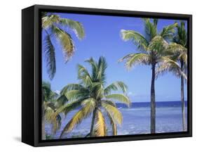 Coconut Palms on Beach, Tropical Island of Belize, Summer 1997-Phil Savoie-Framed Stretched Canvas