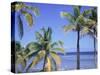 Coconut Palms on Beach, Tropical Island of Belize, Summer 1997-Phil Savoie-Stretched Canvas